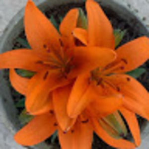 Meet your Posher, Isabel